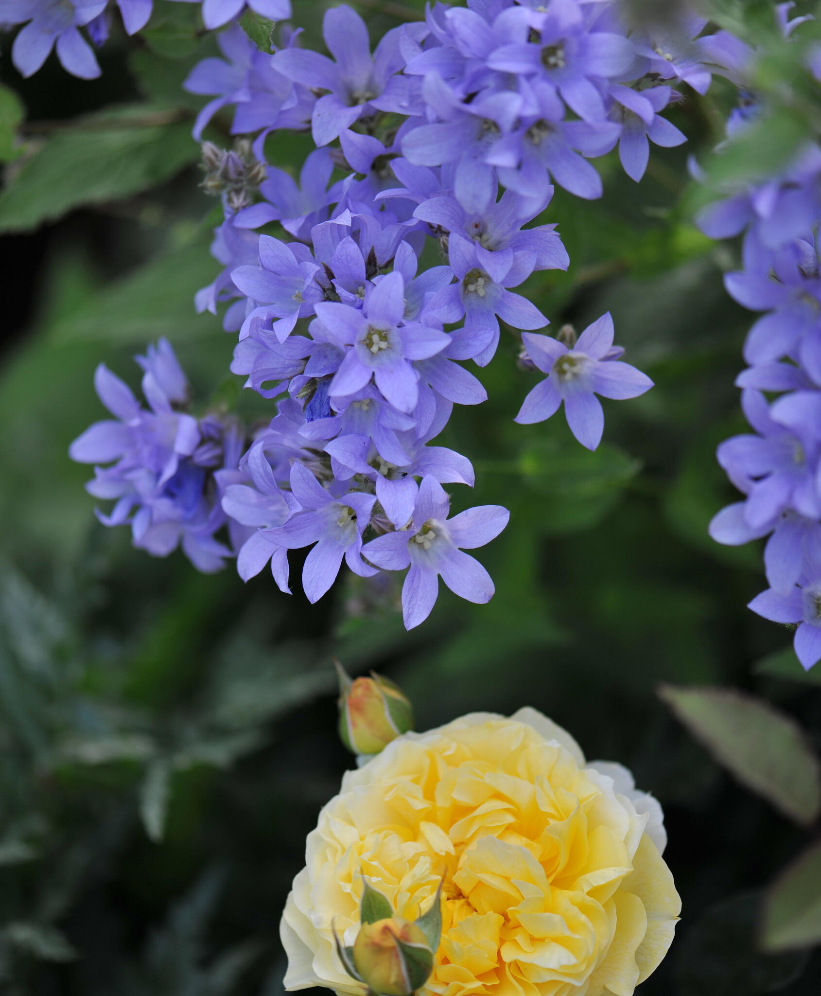 blue bellflowers and yellow rose