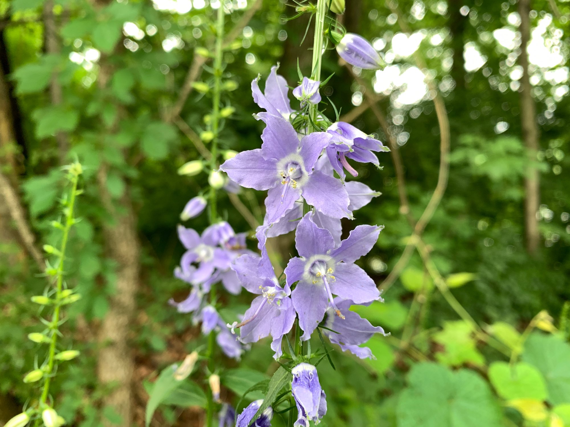 Tall bellflower blooms