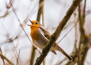 bird singing