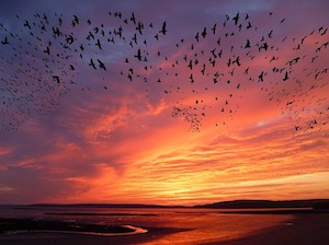 birds migrating