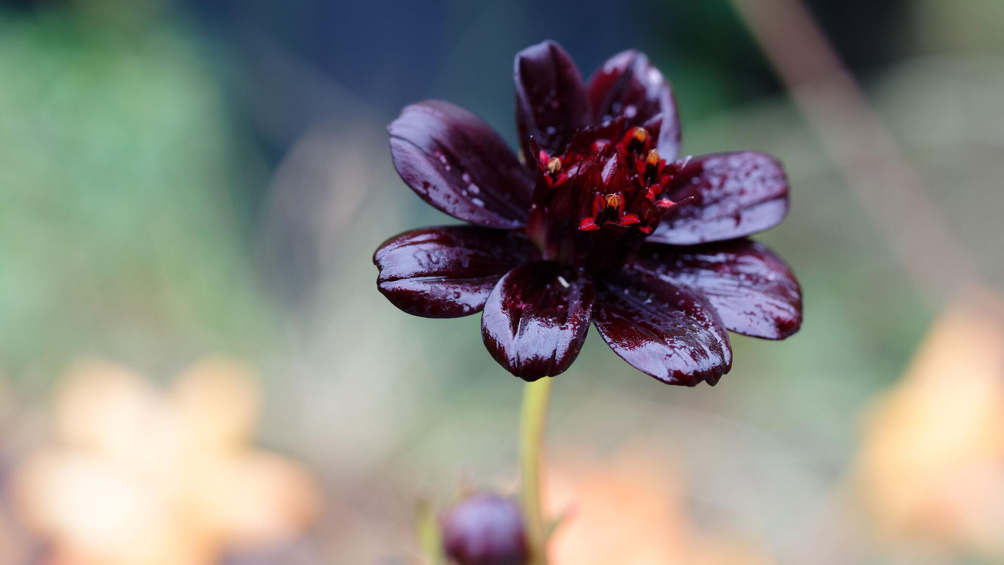  A closeup of a chocolate cosmos flower growing in a park