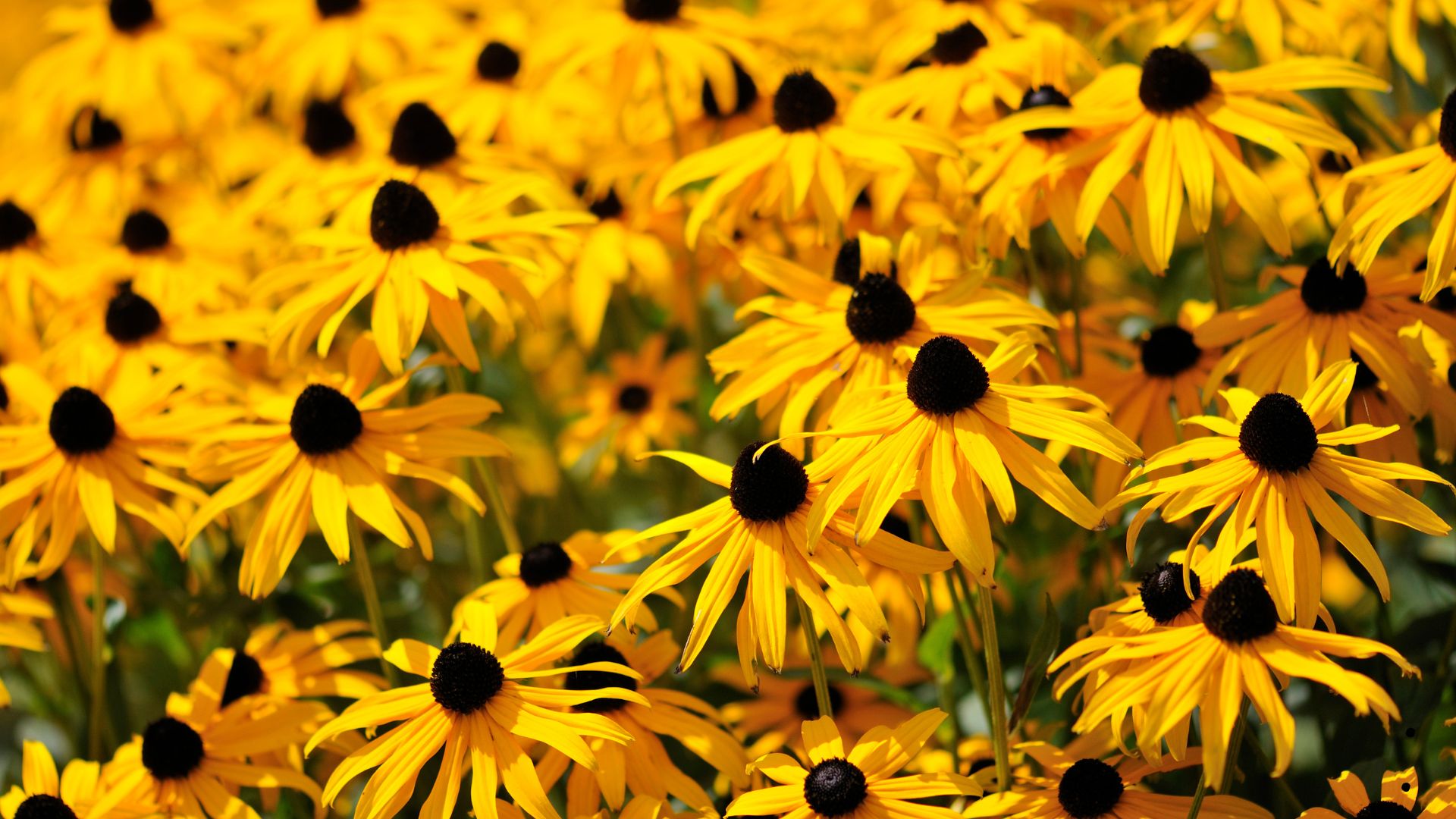 Black-eyed Susans (Rudbeckia hirta)