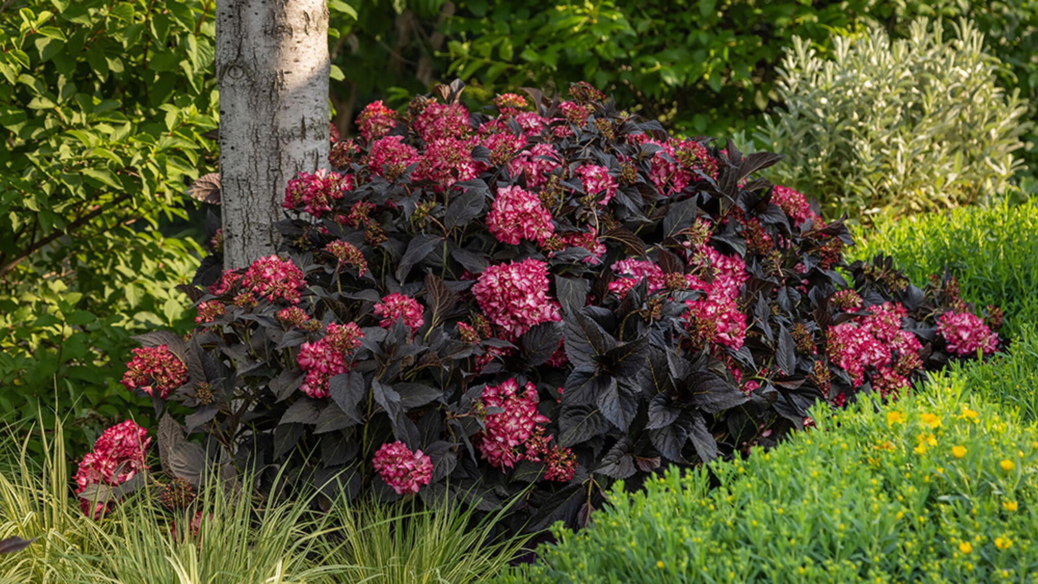 Eclipse Hydrangea