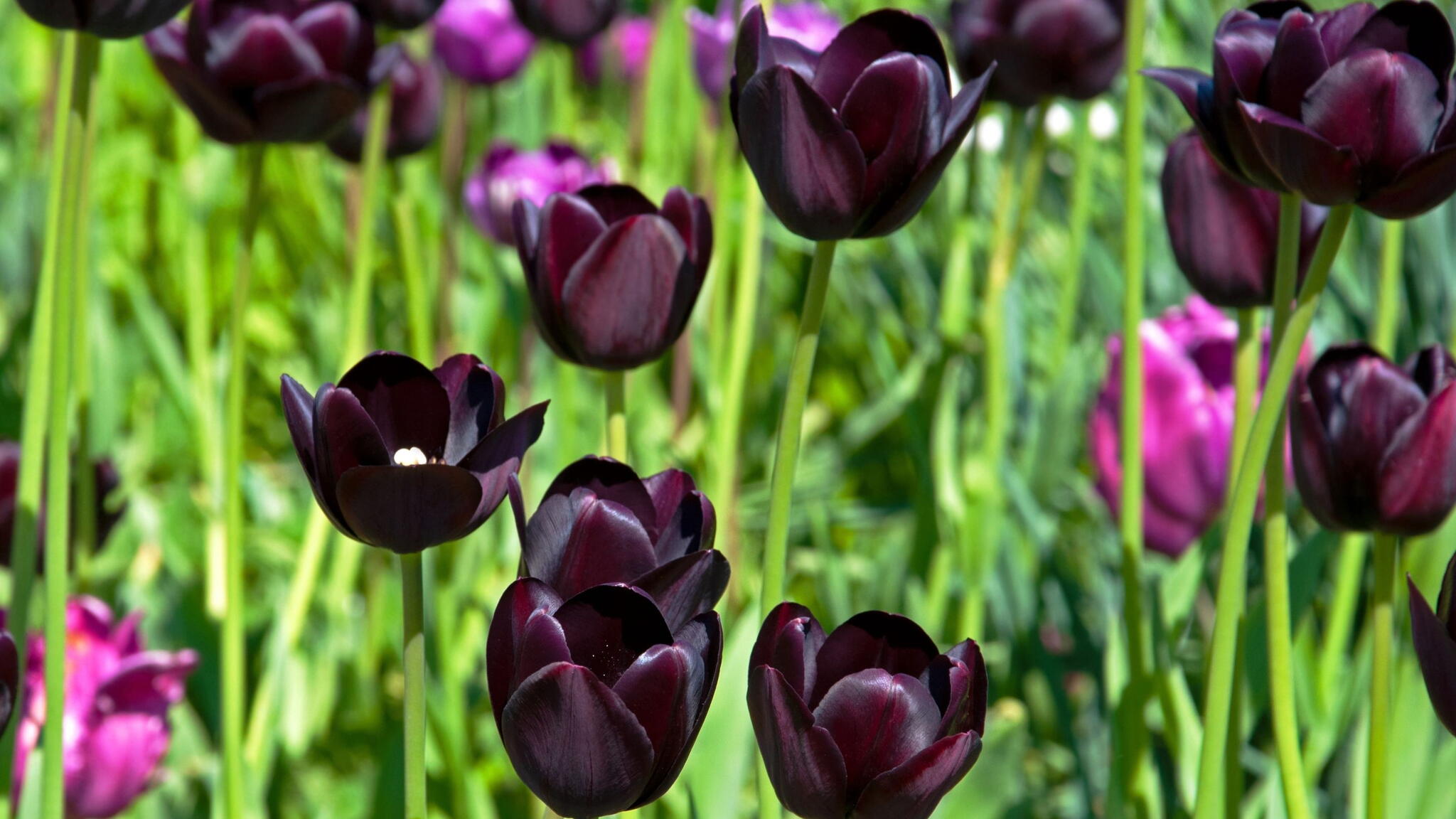 Beautiful burgundy tulips Queen of Night close-up in the park on a sunny day