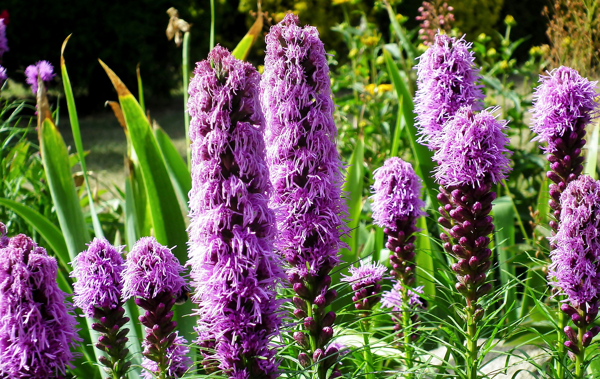 Blazing star flowers in a sunny garden.