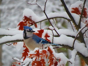 bluejay