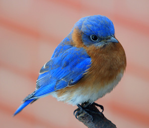 bluebird