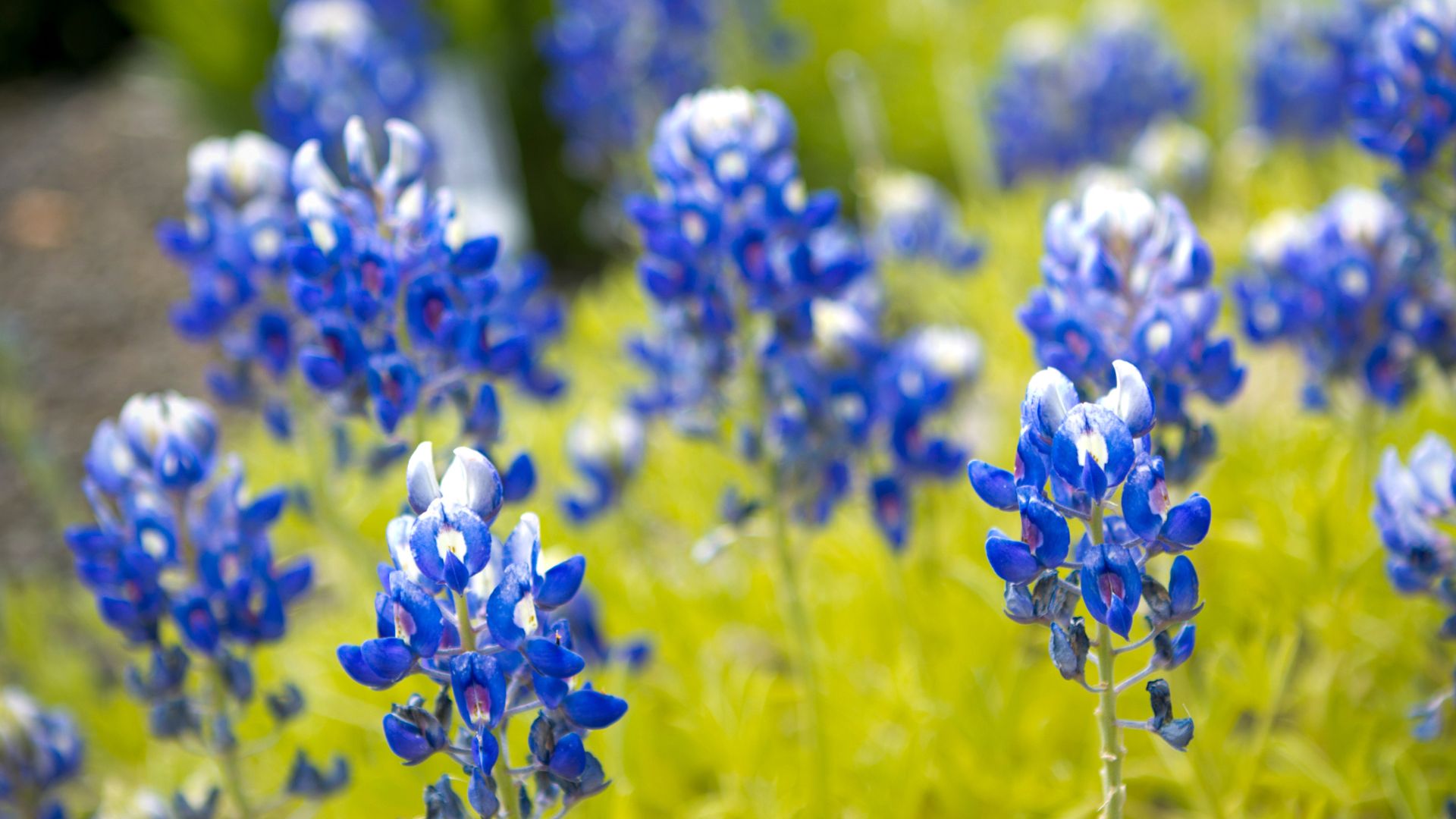 Bluebonnets (Lupinus texensis)