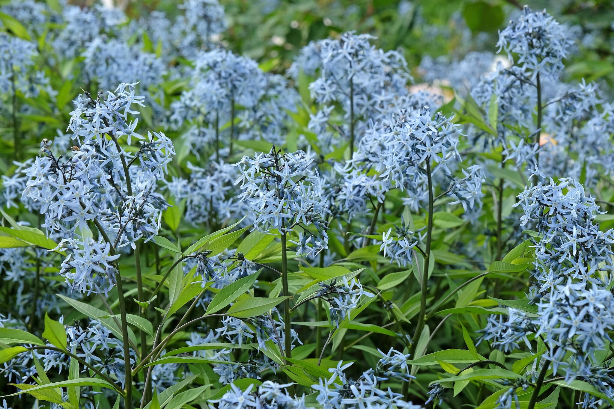 Eastern Bluestar growing outdoors