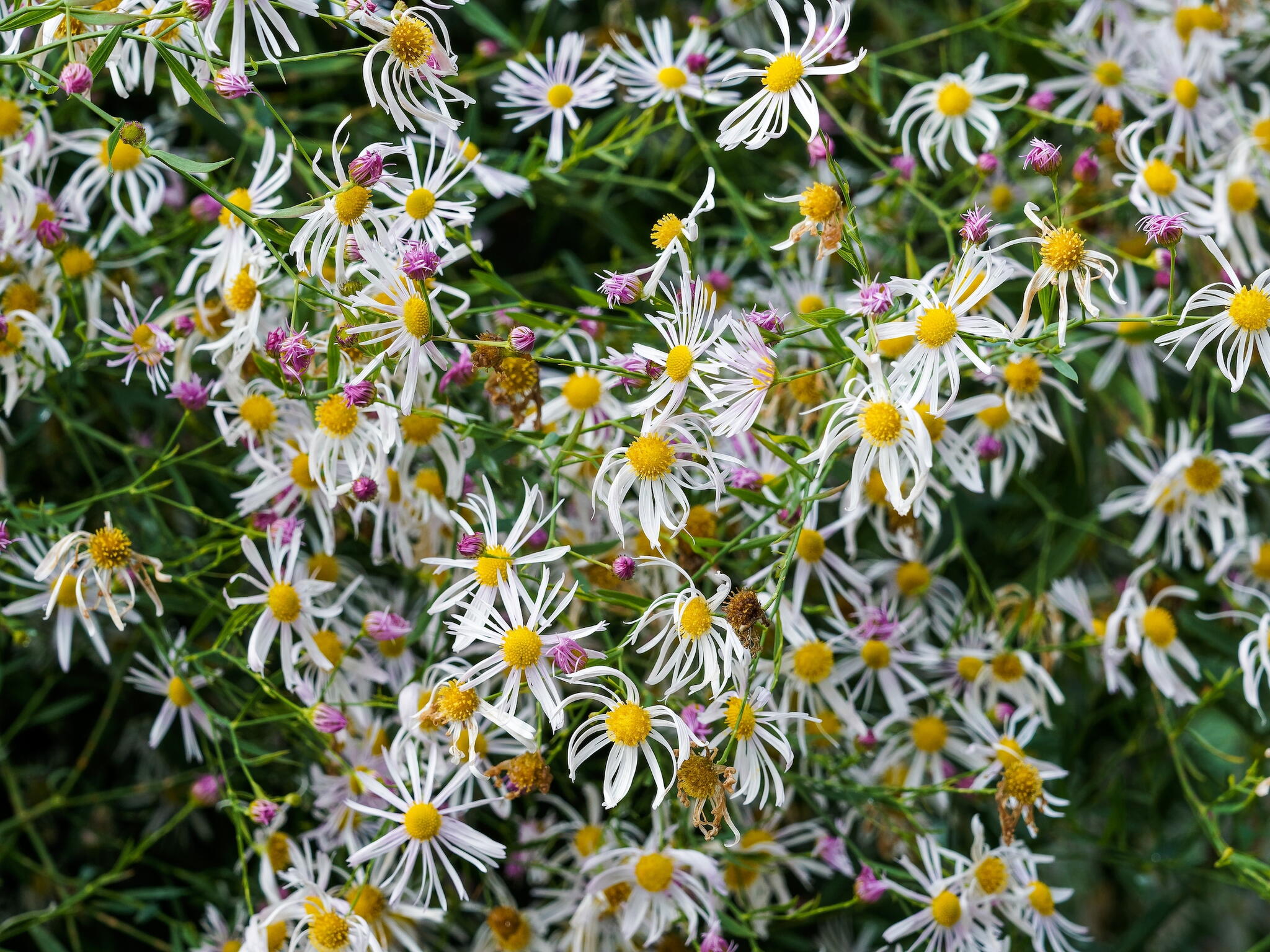 Boltonia growing in the garden in a massive clump.