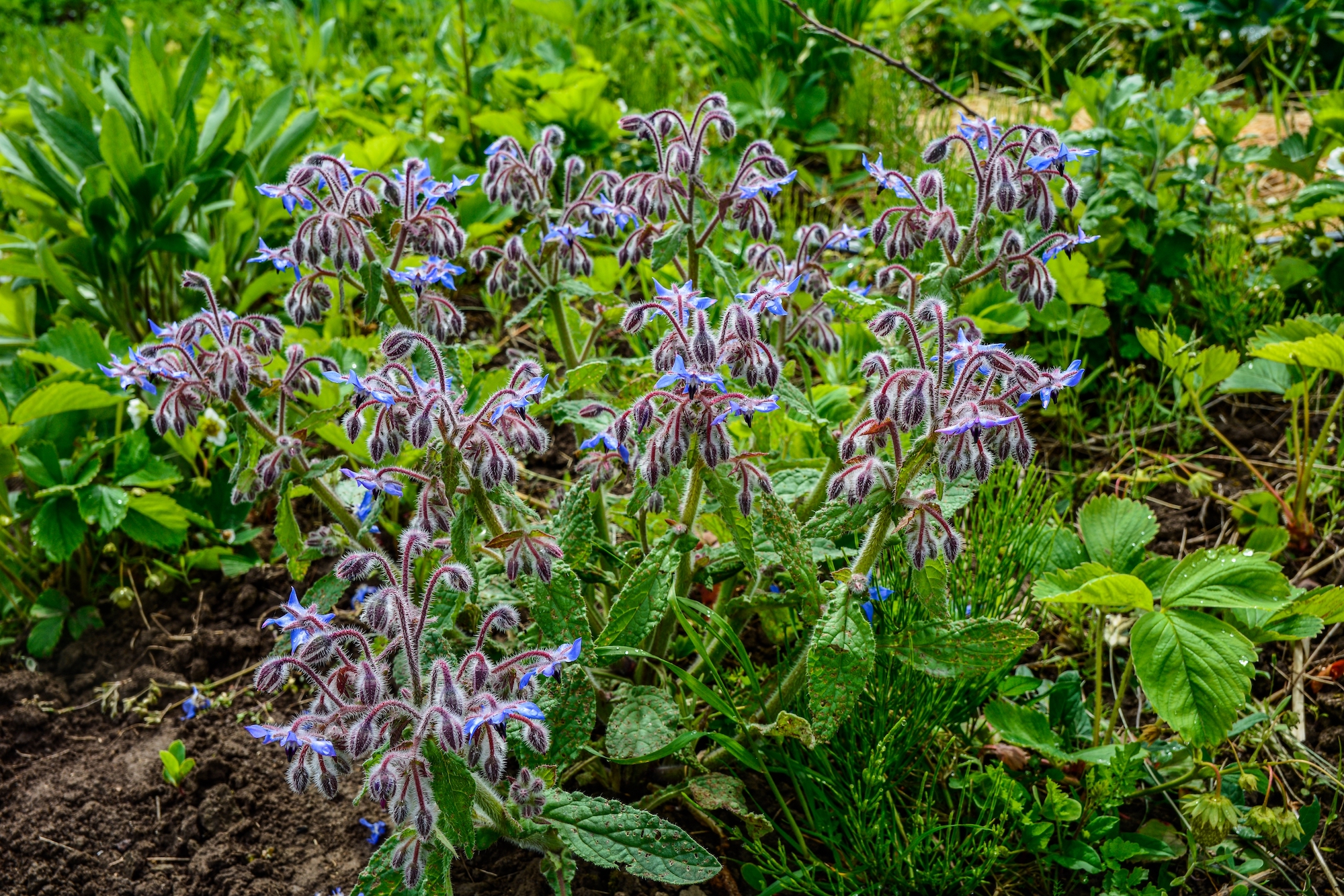 borage in the garden