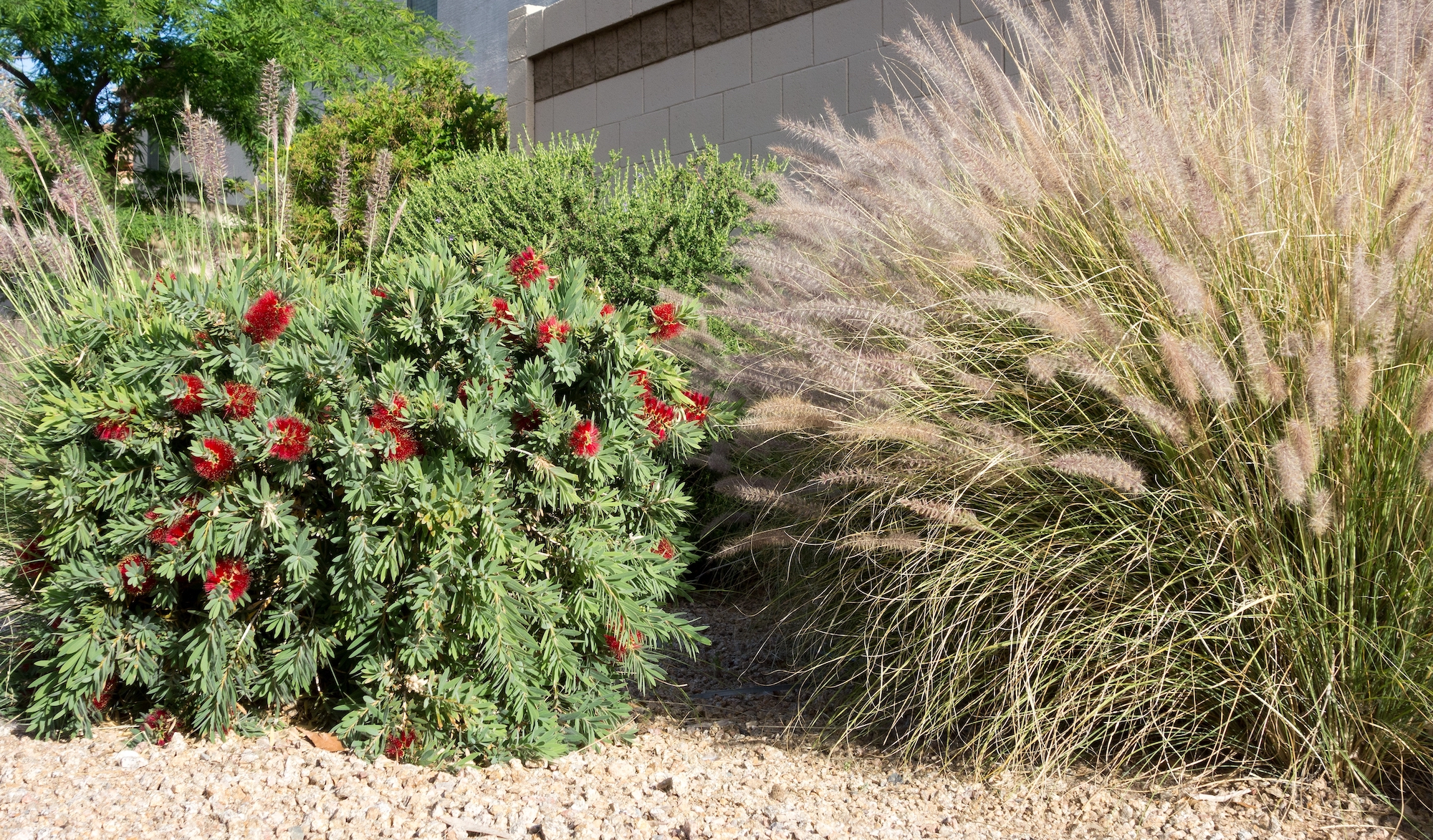  Little John dwarf bottlebrush shrub with bright red flowers and clump of Fountain grass complementing xeriscaped road sides in Arizona