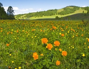 buttercups