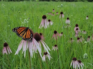 butterfly