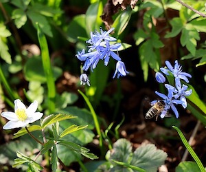 bee-blossom