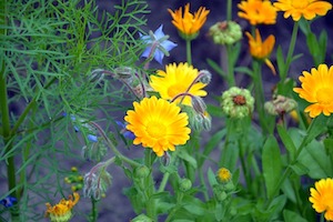 calendula-borage