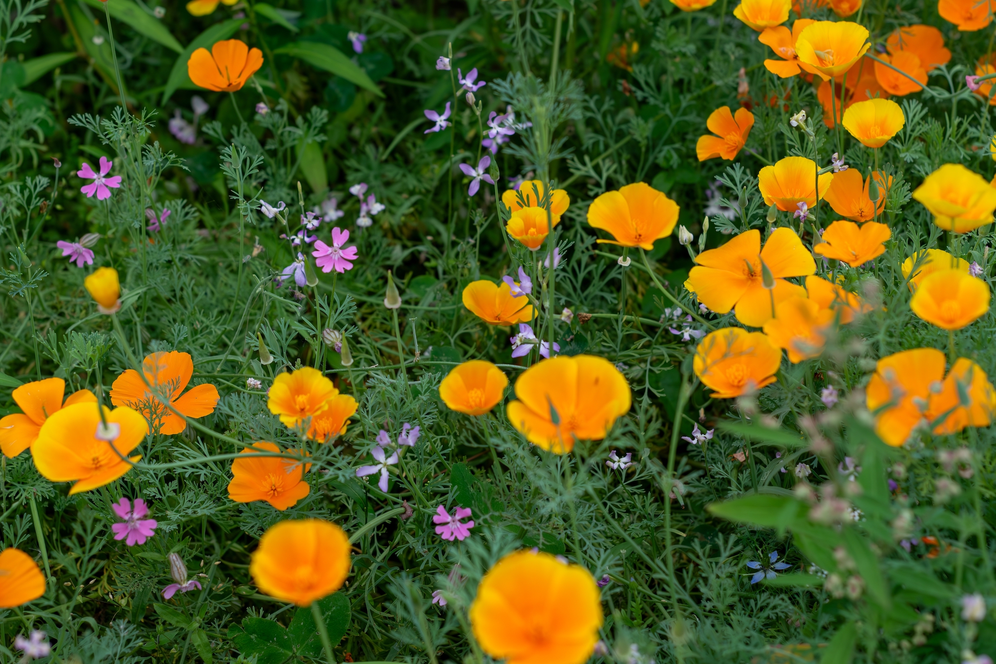 Mexican golden poppies (Eschscholzia californica) in a mixed flower meadow.