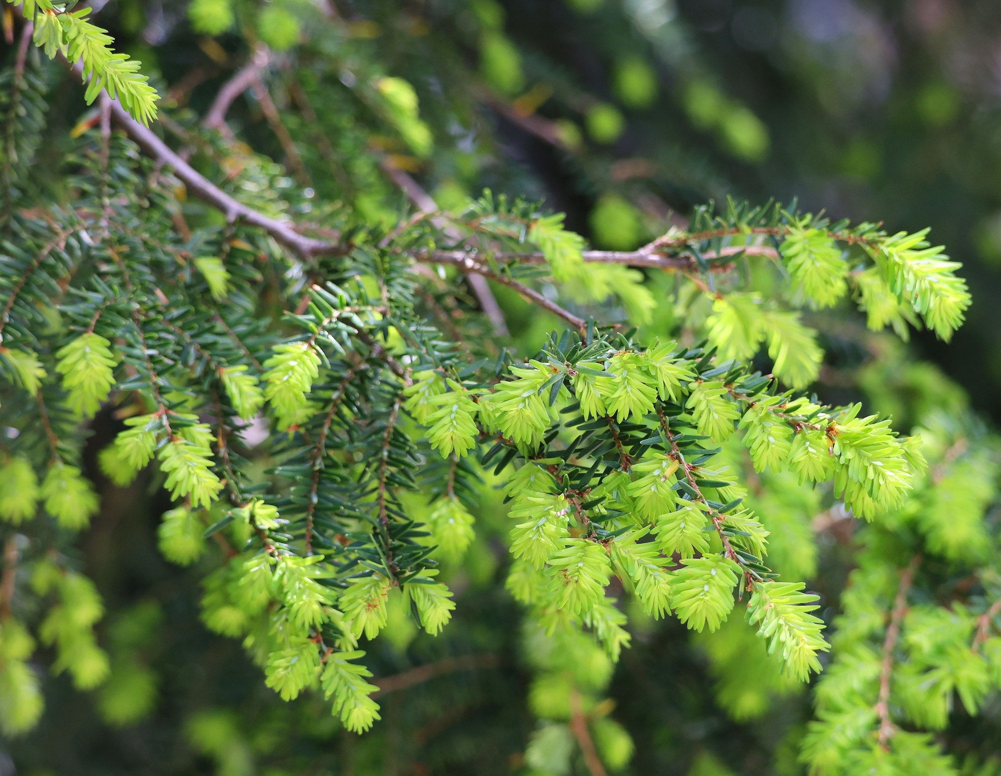 Easter hemlock branches and leaves in a closeup.