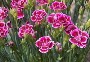 carnations