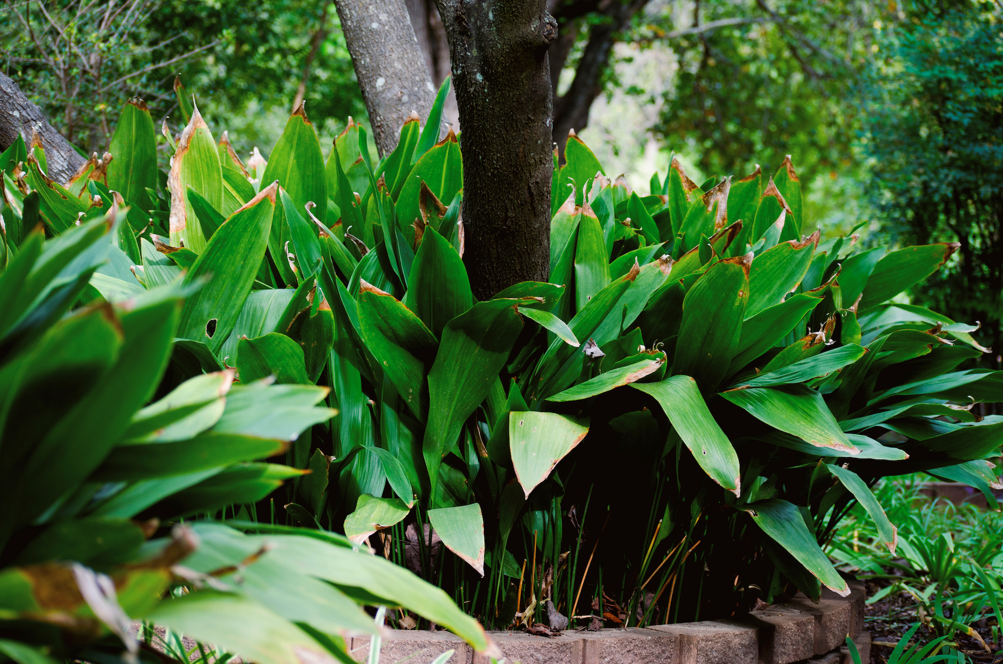 cast iron plant