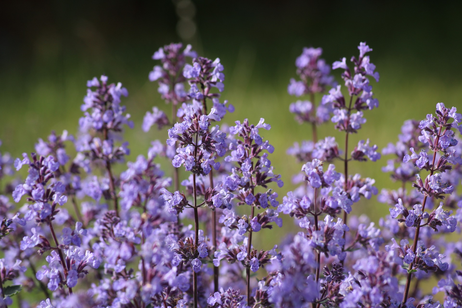 Purple flower spikes of catmint (Nepeta faassenii) 