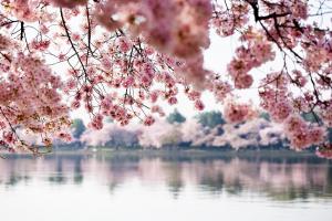 cherry blossoms