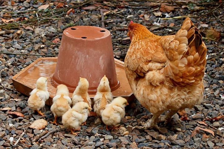 Young chicks with mother hen at a waterer