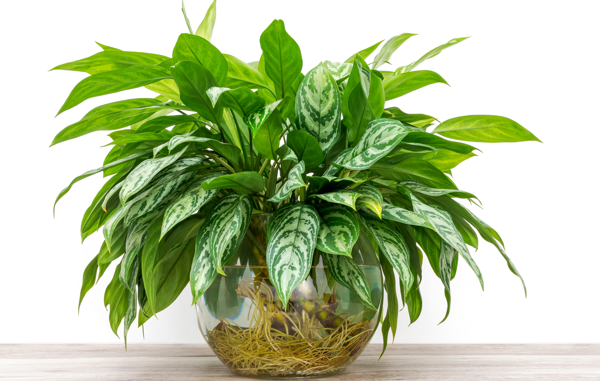 Chinese evergreen in water