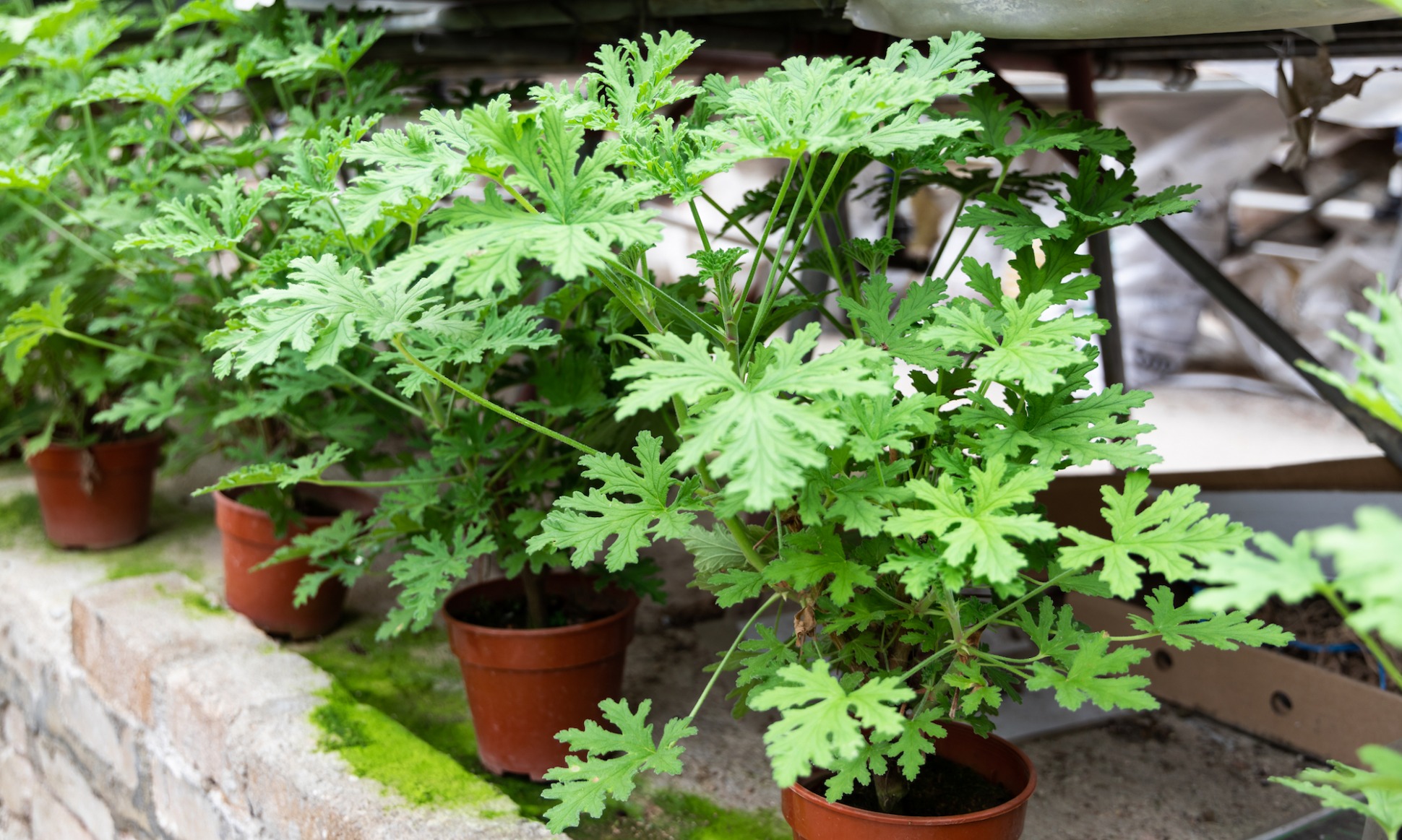 citronella plant in pots