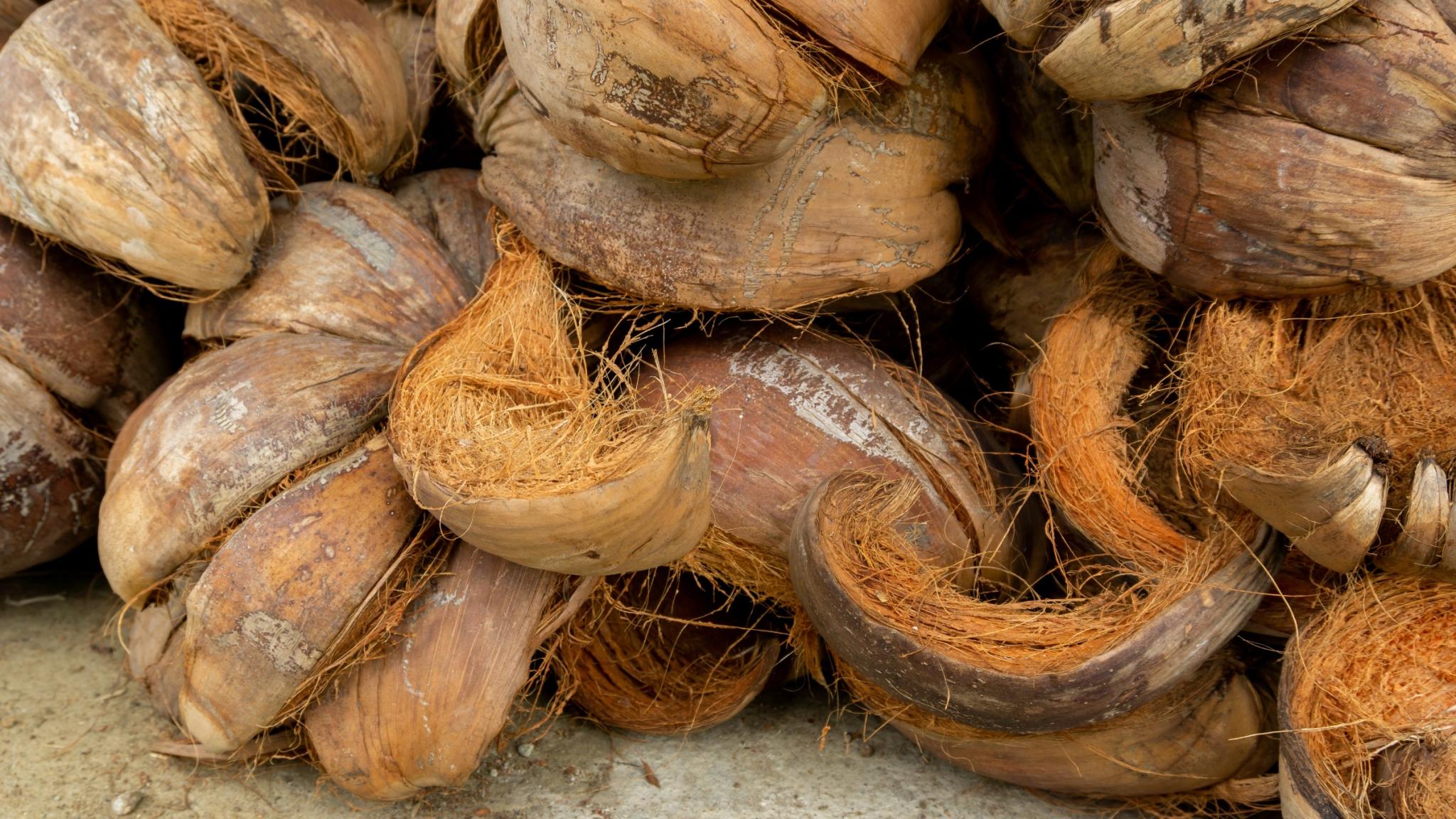 Raw coconut coir and coconut shells