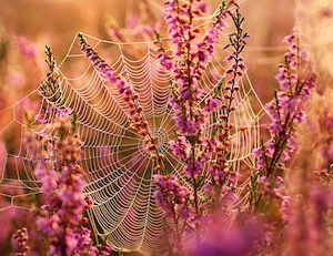 spider-web-heather