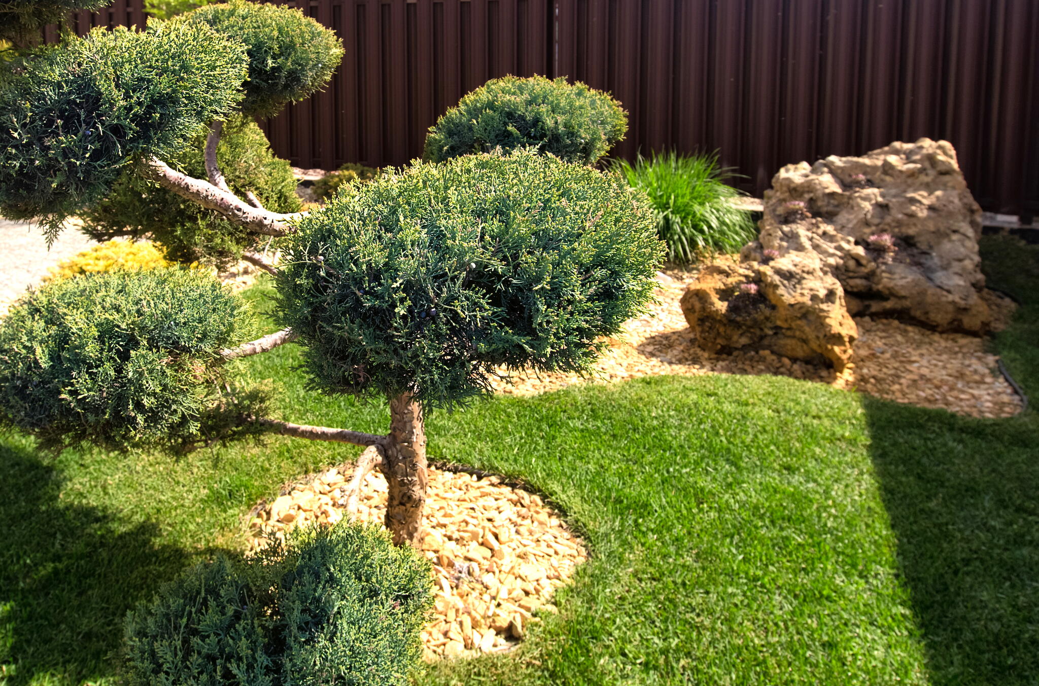 Conifer garden design