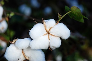 cotton