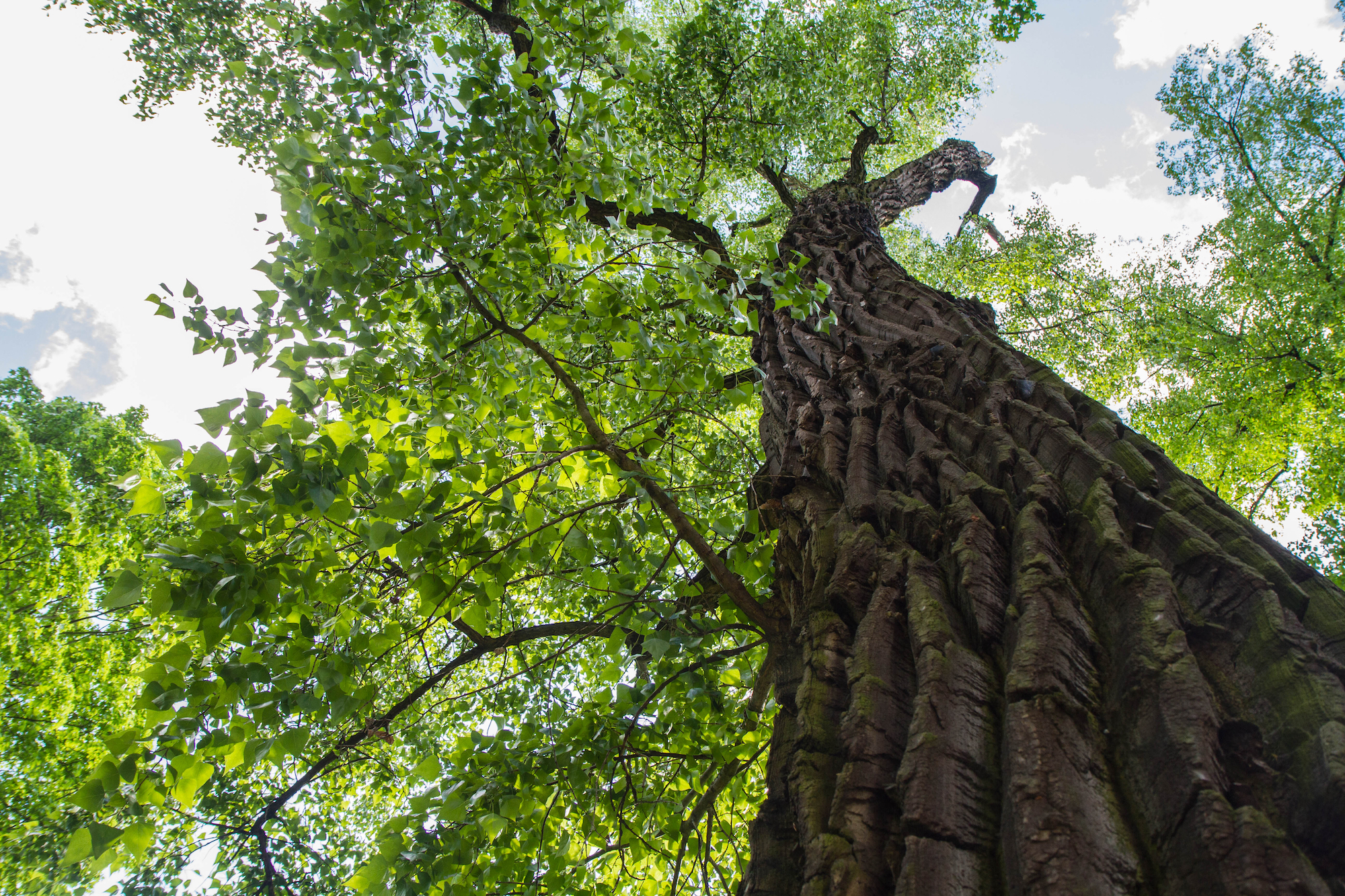 cottonwood tree