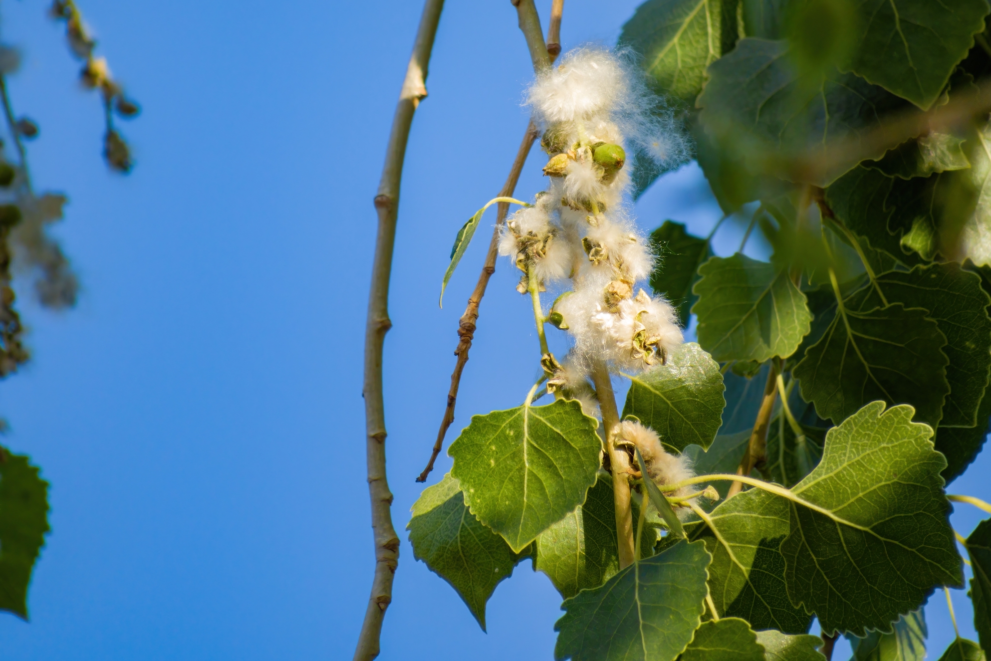 The cotton seeds of a cottonwood tree