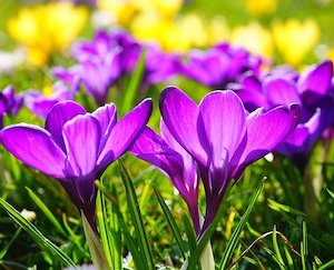 crocus