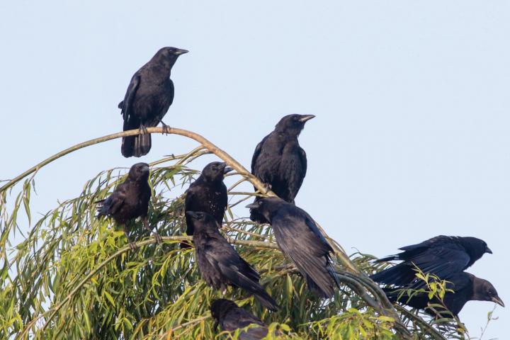 crows-in-tree-elliotte-rusty-harold-ss_full_width.jpg