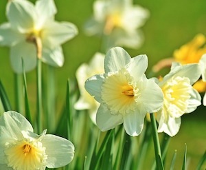 daffodils