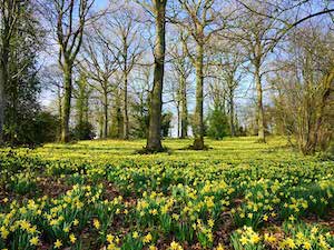 daffodil grove