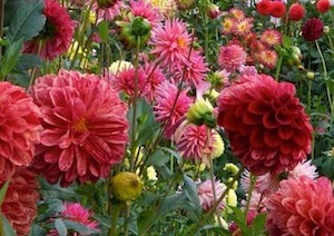 dahlias