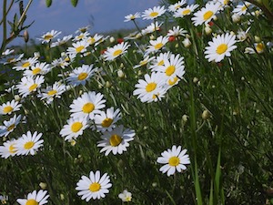 daisies