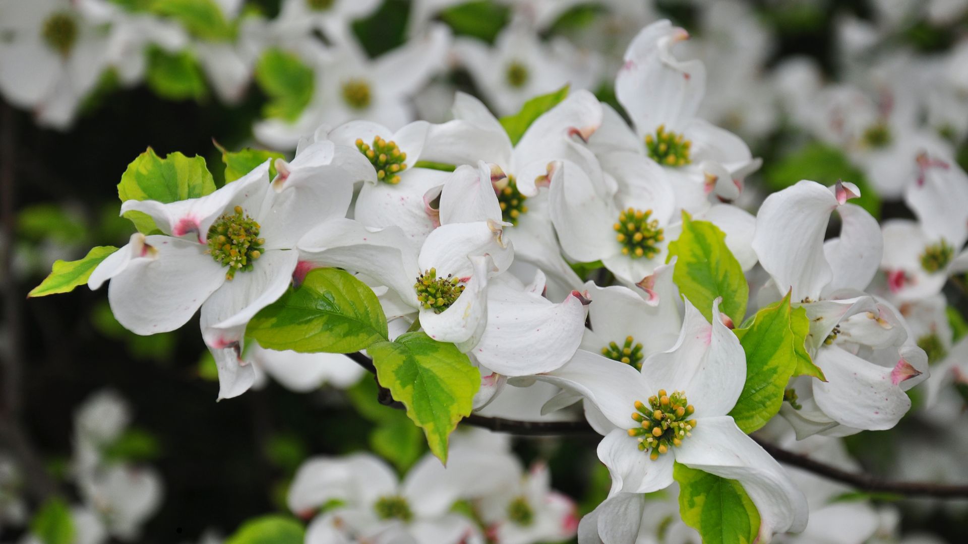 Native dogwood (Cornus florida) 