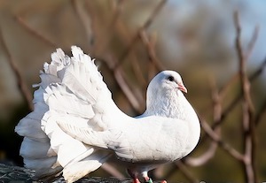 white dove