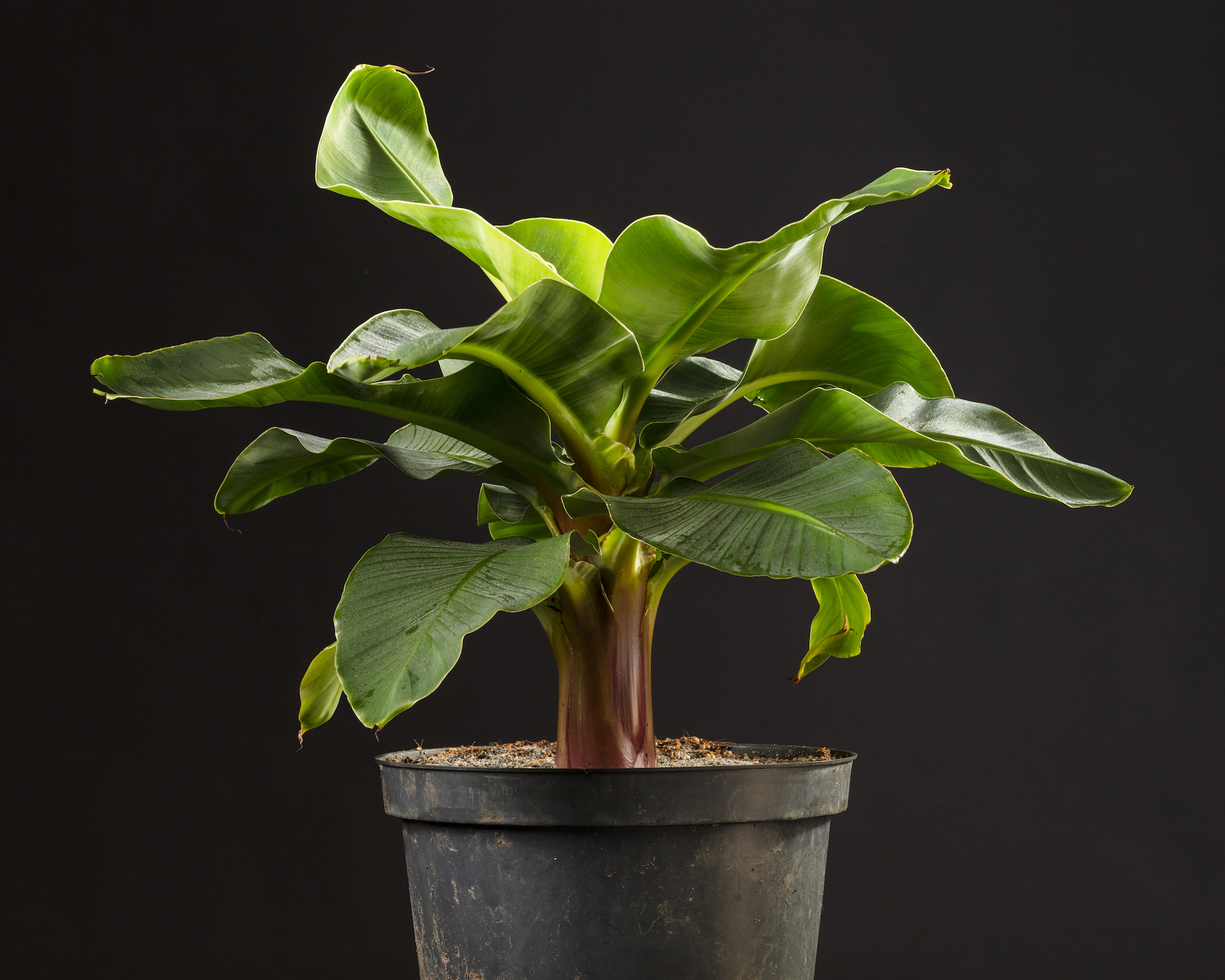 dwarf cavendish in a pot