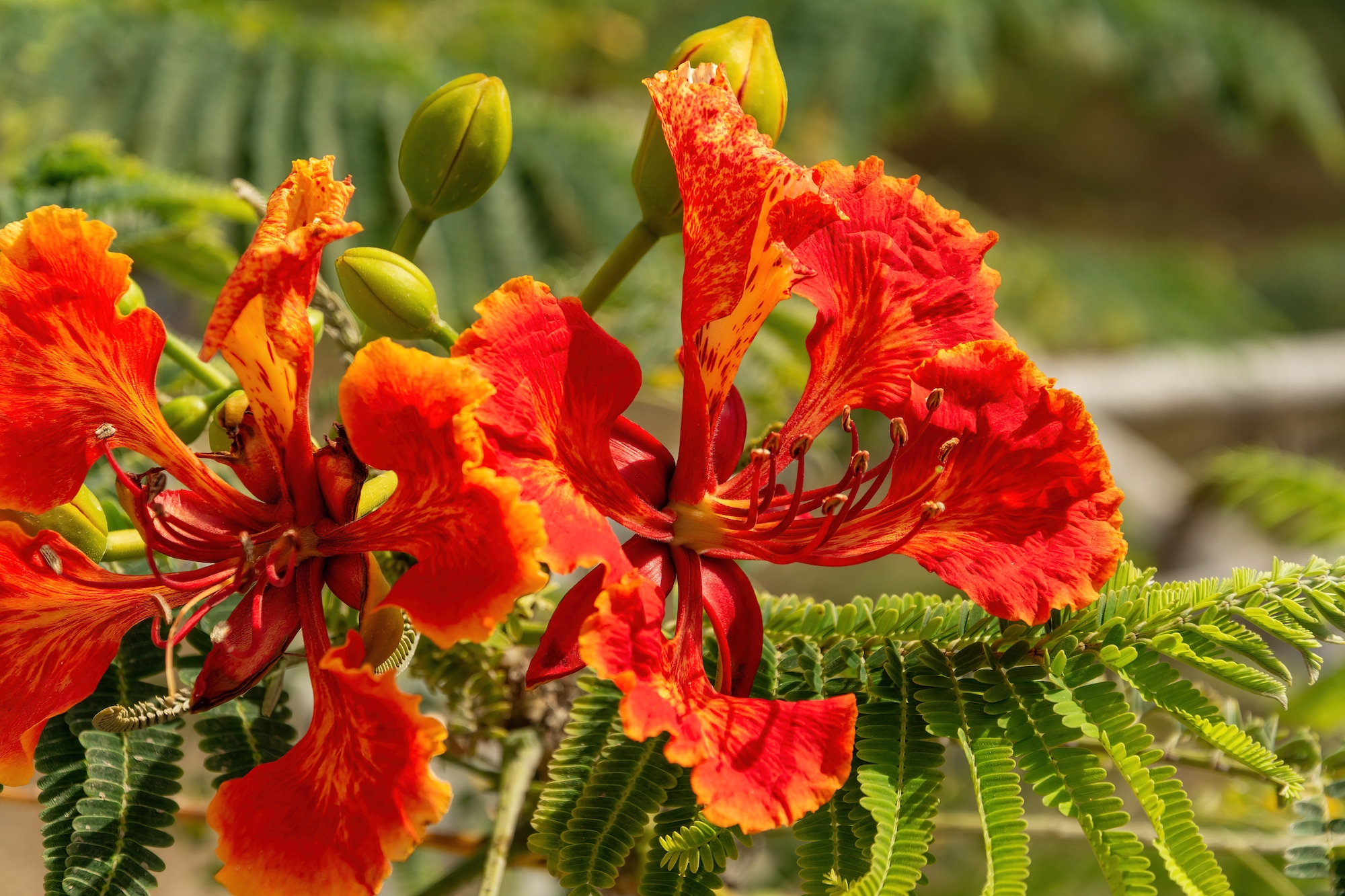 Dwarf Poinciana