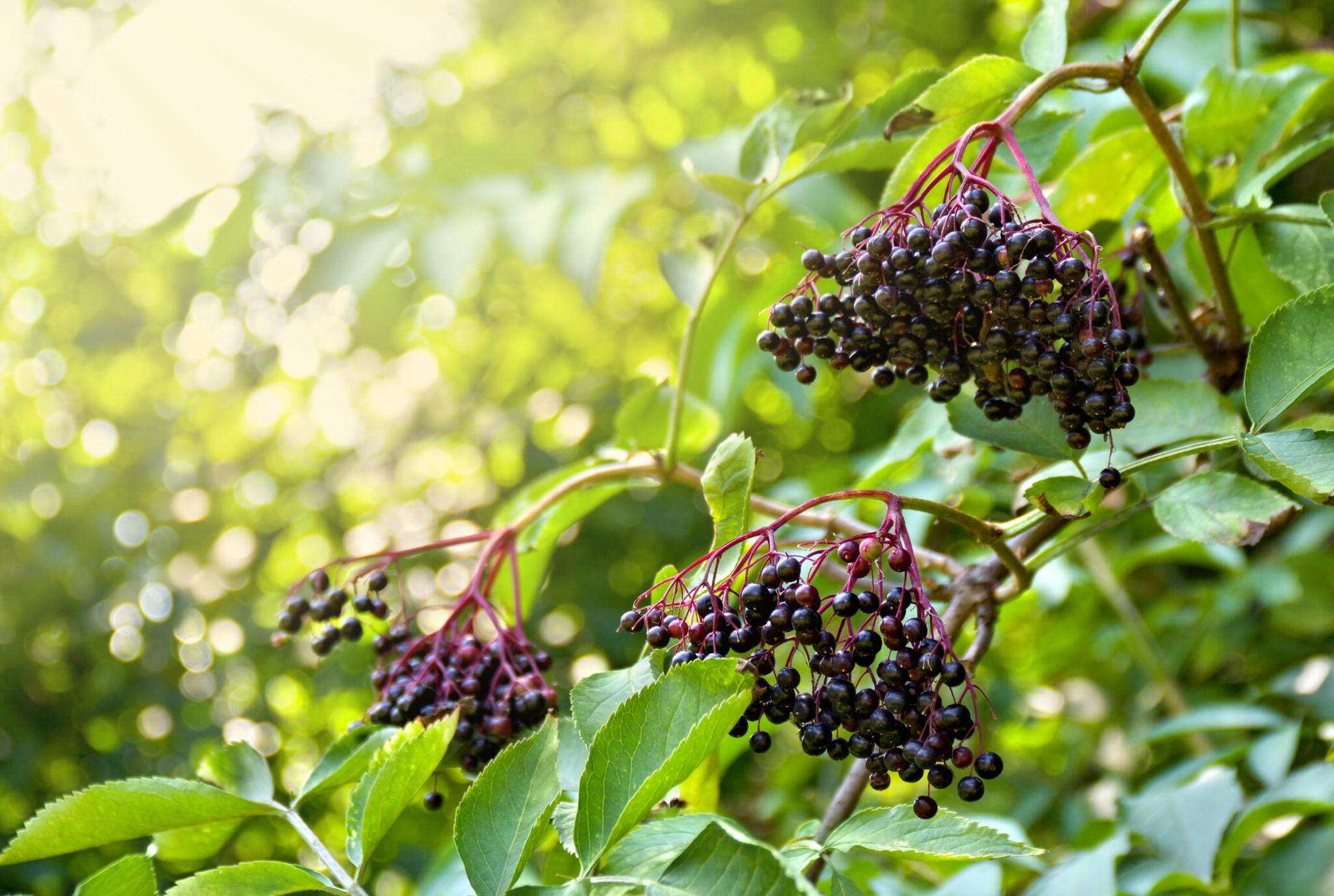 Elderberry plant