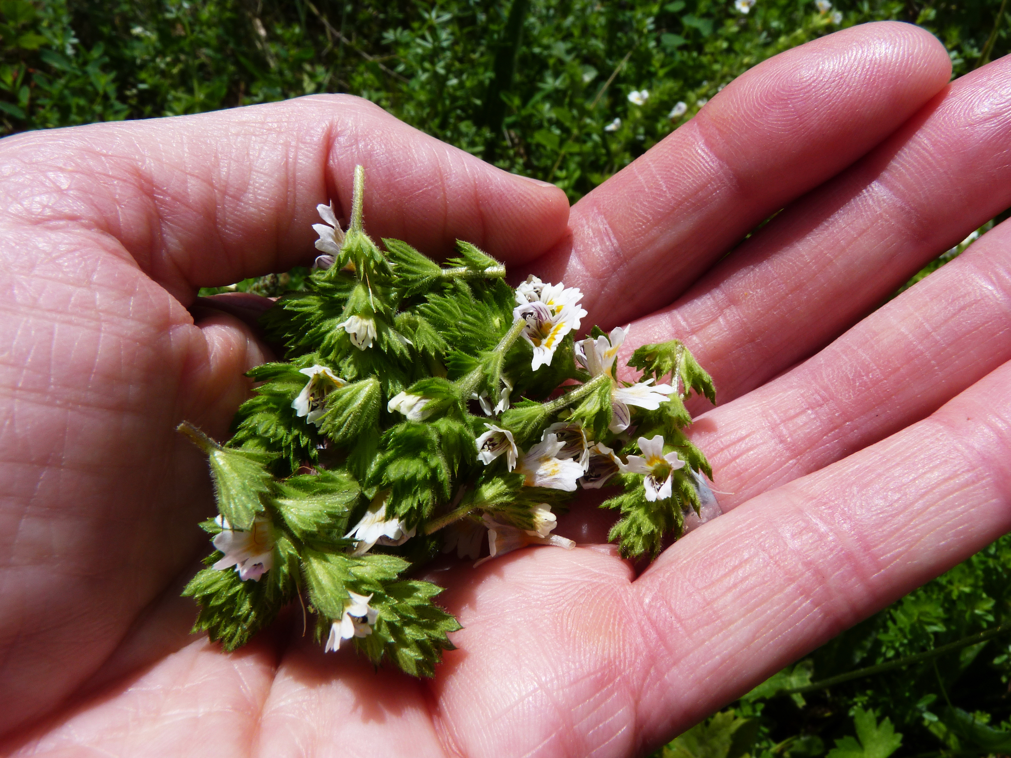 Eyebright flowers