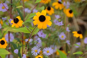 flowers