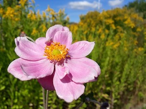 fall flowers