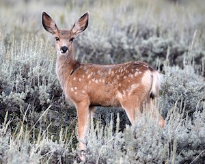 Fawn